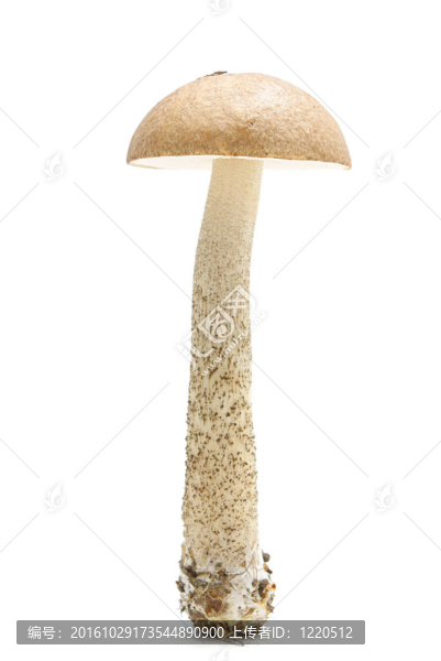 褐蓋牛肝菌