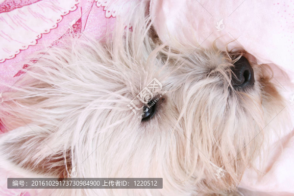 狗的睡眠。
