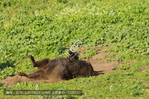 野牛的滾滾塵埃