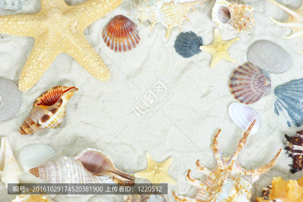 海星和貝殼