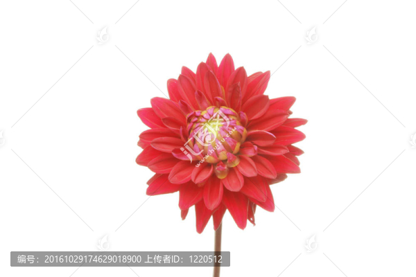 紅色的大麗花