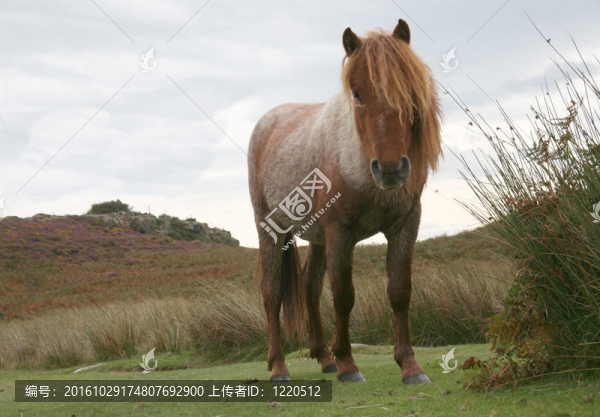 野馬