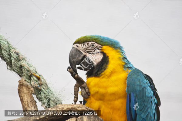 藍(lán)色和黃色的金剛鸚鵡