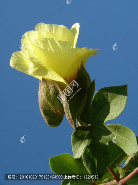 棉花的花
