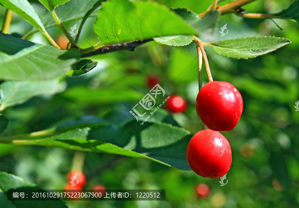 櫻桃枝