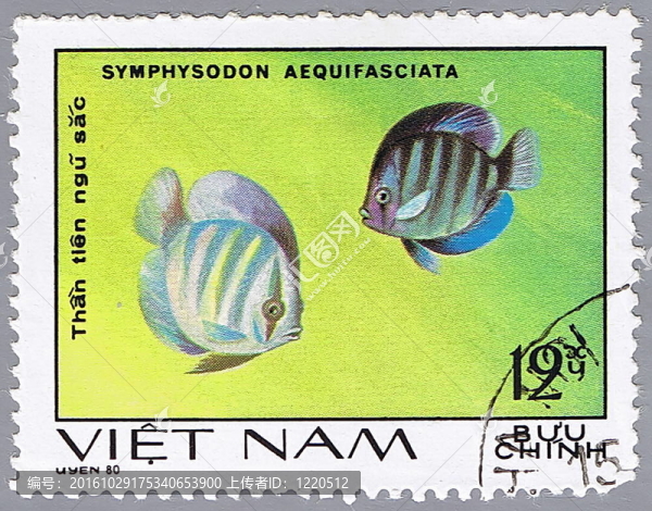 七彩神仙魚