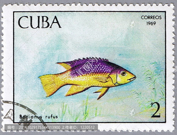 紅普提魚