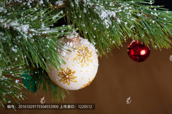 圣誕冷杉孤立