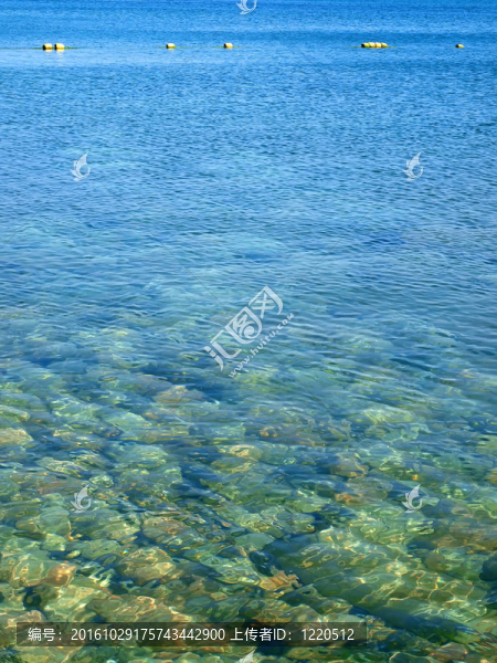克里米亞烏克蘭秋海