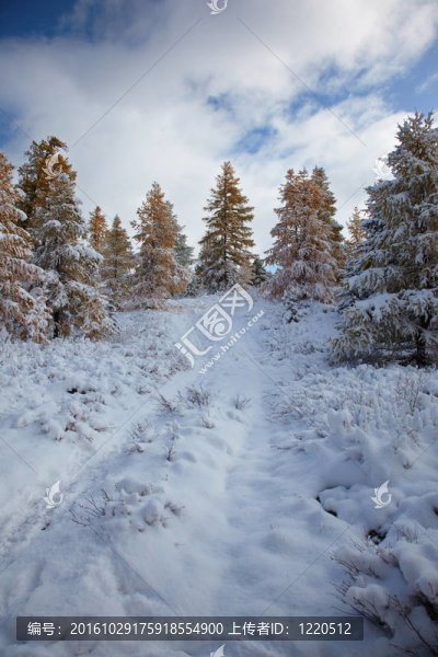 阿爾泰下的雪