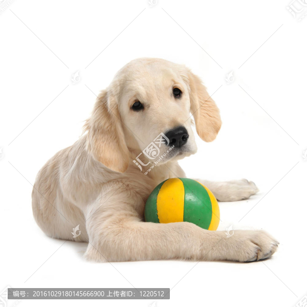 小狗的金毛獵犬
