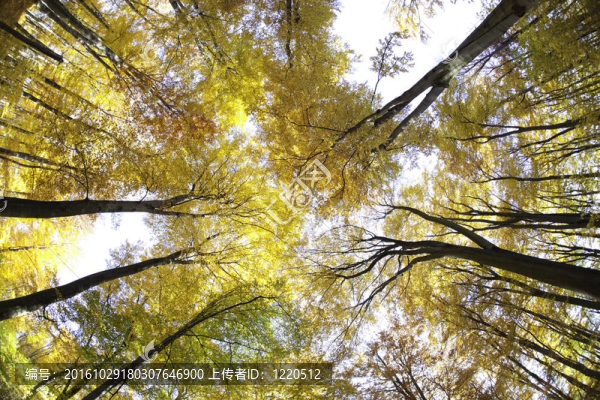 山毛櫸林