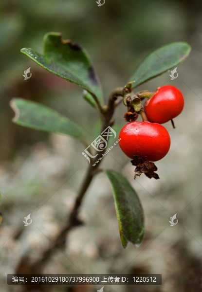 Bearberry。