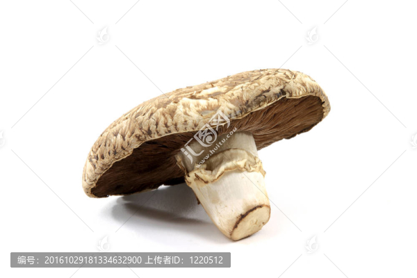 靠近有機蘑菇褐觀。