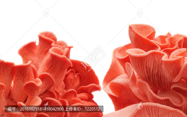 粉紅色的蘑菇