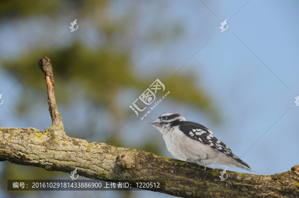 啄木鳥(niǎo)