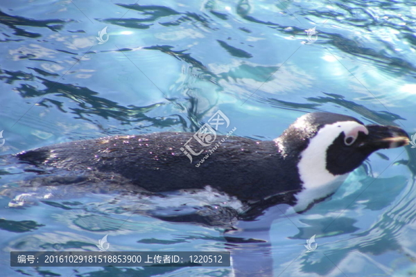 漂浮的企鵝