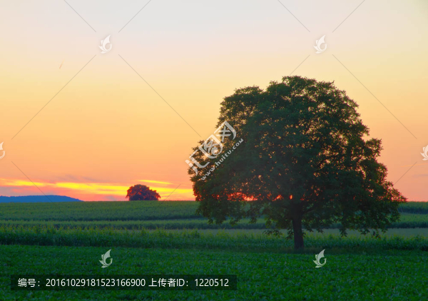 在Pfalz黃昏的樹