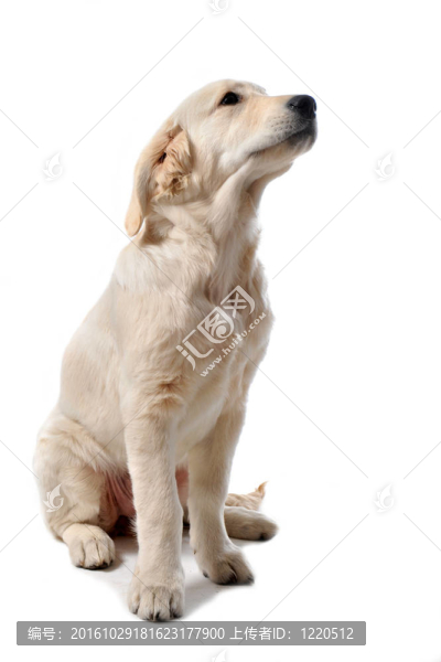 小狗的金毛獵犬