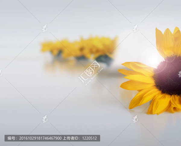 丟失的花瓣