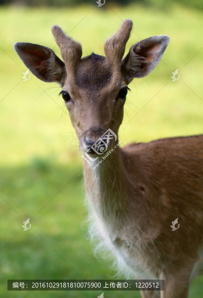 Fallow,Deer（北緯黇鹿）