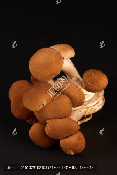 黑楊樹菇