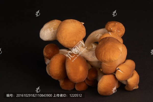黑楊樹菇