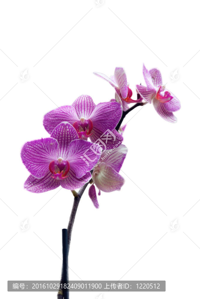 蘭花