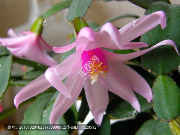 復(fù)活節(jié)仙人掌花