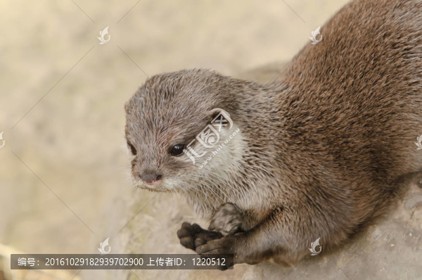 亞洲小爪水獺