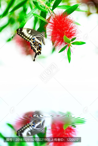 花上的蝴蝶