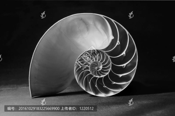 黑色和白色的幾何圖案的鸚鵡螺