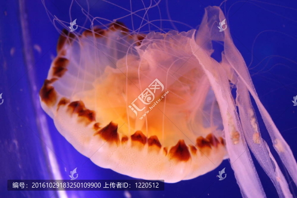 果凍魚(yú)