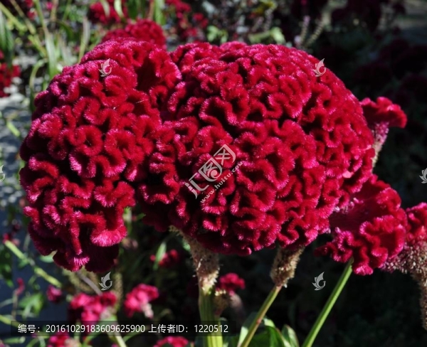 腦花
