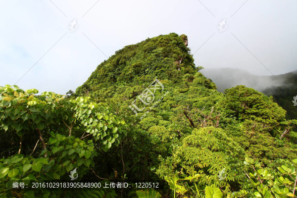 熱帶雨林Saint,Kitts