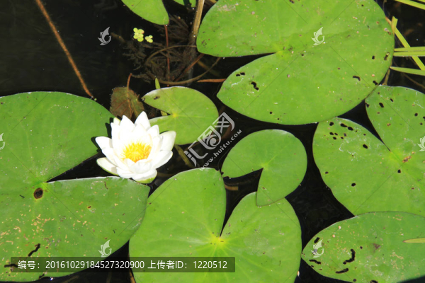 白色的睡蓮