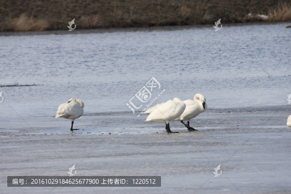 凍原天鵝@下克拉馬斯國家野生動物保護區(qū)