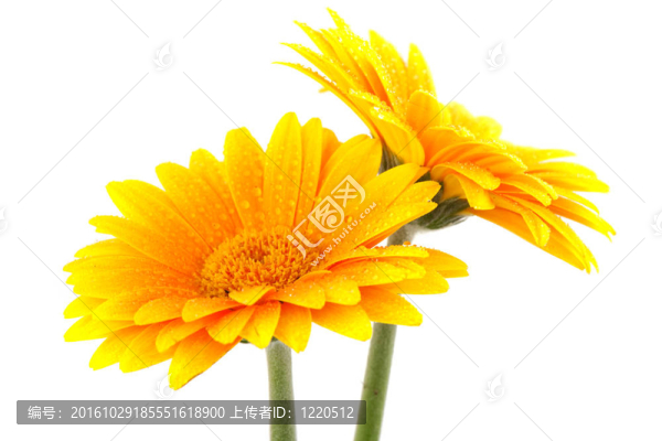 黃格伯雛菊