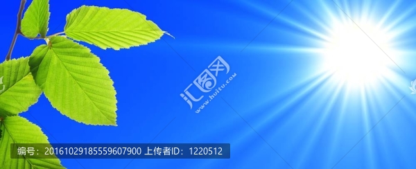 藍(lán)天和樹葉