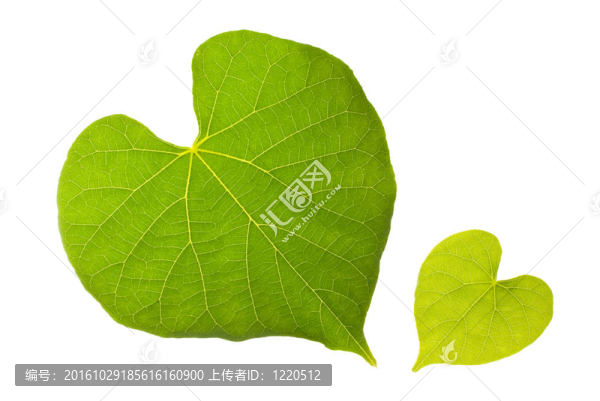有可愛心圖案的自然葉