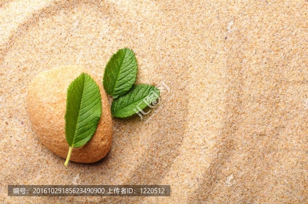禪石與葉