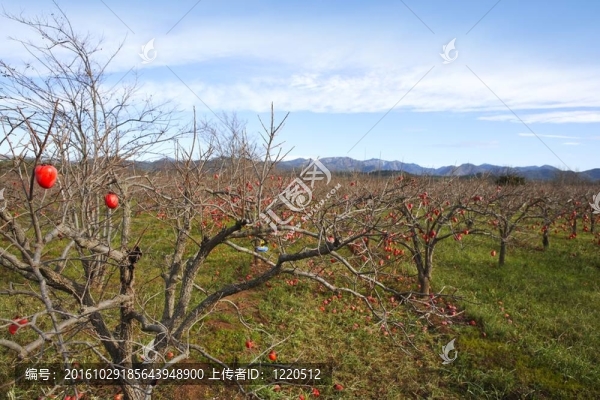 秋田柿樹