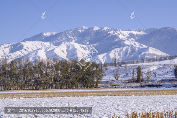 田野