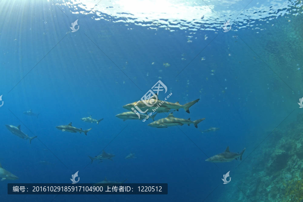 鯊魚