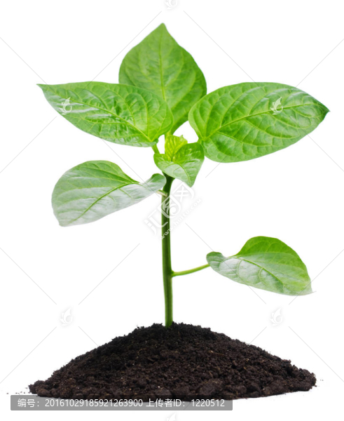 植物和土壤