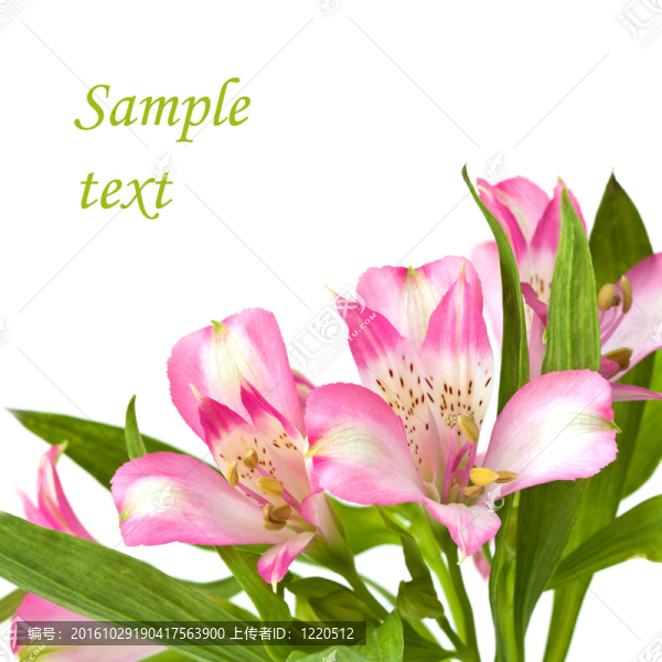 Alstromeria
