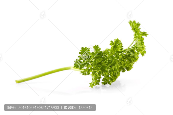 枝的一個(gè)香菜它是孤立的