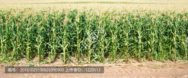 玉米田一收起來