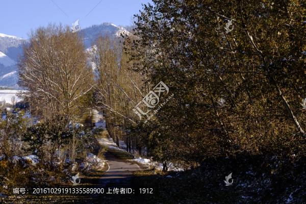 林蔭道