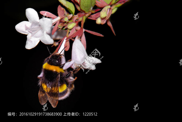 大黃蜂
